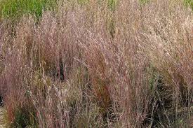 Image result for Schizachyrium jeffreysii