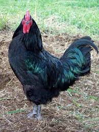 Black Australorp Egg Color Black Australorp Australorp Chicken Chickens Backyard Beautiful Chickens