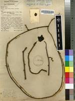 Image result for Stephania cyanantha