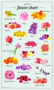 Sugar And Charm S Edible Flower Chart Sugar And Charm Edible Flowers Recipes Flower Food Flower Chart
