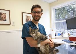 Cat Food Nutrition Information Greenfield Animal Hospital Ct