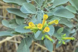 Image result for Nicotiana glauca
