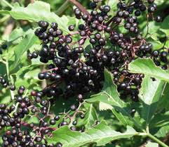The new dwarf crape myrtle trees are fully colored like the true blue crape myrtle tree, the black diamond crape myrtle and the yuma purple the dwarf crape myrtles only grow about 6 feet tall. Elderberry Wine Taming The Wild Elderberry Winemakermag Com