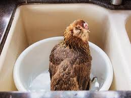 How to give a dog a bath. The Spa Treatment For Sick Chickens Garden Betty