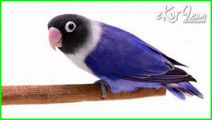 Selain disebut dengan violet berkepala elang, burung ini jug apopuler dengan nama sable. 15 Warna Lovebird Paling Mahal Di Indonesia Harganya Bisa Mencapai Jutaan Rupiah Ekor9 Com Ekor9 Com