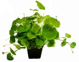 Hydrocotyle leucocephala, der brasilianische wassernabel, verdankt seinen namen den weißen blüten, die in offenen aquarien wie kleine weiße köpfe aus dem wasser ragen. Anubias Hydrocotyle Leucocephala Xl Olibetta