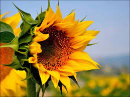 Sunflower Sunflower Flower Sunflower Pictures Flowers Nature