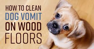 How can i remove the pet urine smell from carpet? How To Clean Dog Vomit On Wood Floors Simple Green