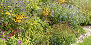 You can buy good quality plants here at a very cheap rate. 15 Easy Garden Plants To Grow Cheap Hardy Plant Ideas