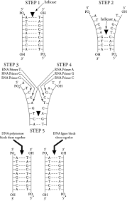 Double helix coloring worksheet the best worksheets image. Dna Replication Biology College Teaching Biology Biology Classroom