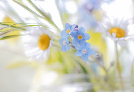 Where can i watch disney+? Flowers Flower Blue Flower Daisy Forget Me Not White Flower Hd Wallpaper Wallpaperbetter