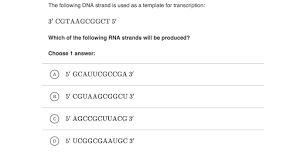 Campbell protein synthesis practice questions regents l.e. Transcription And Translation Practice Khan Academy