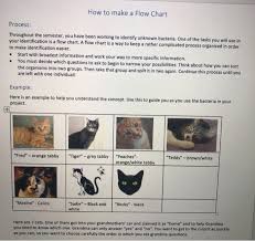 solved how to make a flow chart microbiology for each b