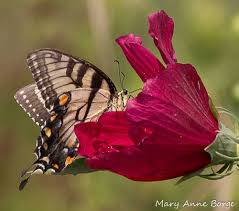 Eastern Tiger Swallowtail Butterfly Nectaring At Swamp Rose Mallow Hibiscus Moscheutos Hibiscus Rose Of Sharon Butterfly Garden