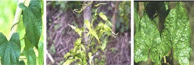 Image result for Dioscorea cayenensis
