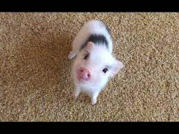 Mini pigs available for adoption. Mini Pig A Cute Micro Pig Videos Compilation 2016 New Hd Youtube