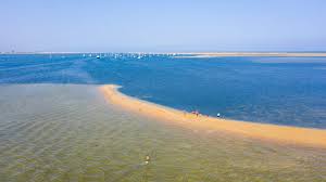 Image result for Faroa duvigneaud