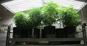 We only carry ballasts that are specifically designed for use with grow lights, from top brands like agromax, digital greenhouse, and growbright.digital grow light ballasts are used with high intensity grow lights to convert the conventional electricity that comes out of your outlets into the correct voltage to power up and operate your. 10 Best Best T5 Grow Light On The Market In 2021