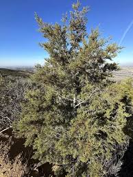 Image result for Cyphia erecta