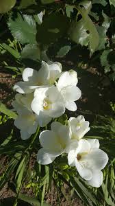 Check spelling or type a new query. Sias Sia Perennial Bulbs White Flowers Perennial Flower Bulb Floral Spring Blossom Pxfuel