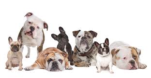 In this article, we are going to help you pick the best female dog name for your english bulldog puppy. Bulldogs Dog Names Naming Dogs