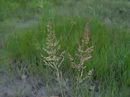 Image result for Agrostis
