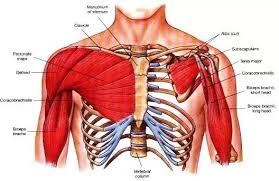 Uk government statistical data fro. Why Is The Chest Area Near My Armpit Hurt The Next Day After Chest Workout Quora