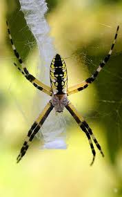 It's a yellow garden spider, argiope aurantia. Black Yellow Argiope Orb Spider Argiope Aurantia Spider Insect Photography Black N Yellow