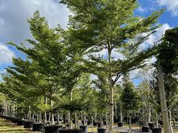 Image result for Terminalia superba