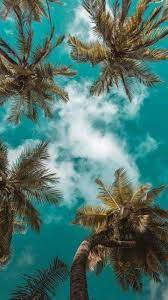 The most common palm trees aesthetic material is metal. Palm Tree Hintergrundbild Nawpic