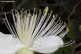 Image result for Capparis cartilaginea