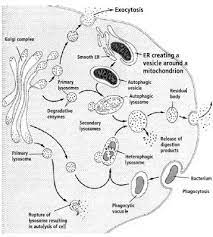 In which cell structure will the radioactivity first become concentrated? In Which Animal Cells Is Golgi Apparatus Most Abundant Quora