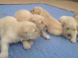 Our beautiful golden retriever tiggy has had a litter of 7 gorgeous puppies. Beautiful Akc Cream Champion Bloodline Golden Retriever Puppies For Sale In Cypress Texas Classified Americanlisted Com