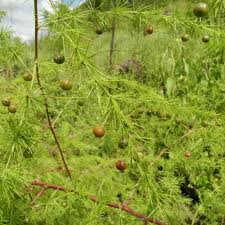 Image result for Asparagus laricinus