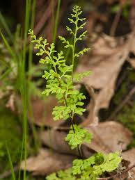 Image result for Cheilanthes angustifrondosa