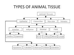 A group of cells that are similar in structure and origin (come from same parent cell) and perform similar function. Animal Tissues 9 Cbse