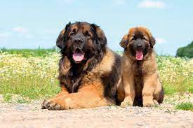 leonberger hund charakter grosse pflege rassebeschreibung