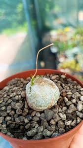 Image result for Adenia kirkii