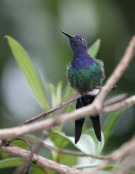 Image result for Gyrodoma hispida