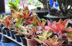 Kami melayani jual tanaman hias yang harganya relatif murah antara lain tanaman hias dalam pot maupun tanaman hias indoor maupun outdoor. Pusat Distributor Grosir Eceran Jual Bibit Tanaman Hias Aglaonema Murah Online Di Kota Kabupaten 5 Samudrabibit Com
