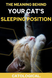 Cat Sleeping Position Meanings What Does Belly Up Or Curled Up Mean Cat Sleeping Positions Cat Sleeping Cat Love Quotes