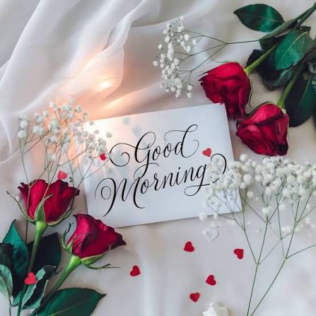 Start your day with a heart full of love and a soul wrapped in peace. Good  morning to all the beautiful hearts out there ߒ̢ܨ #GoodMorningLove  #MorningBliss #RedRosesLove #FloralVibes #RomanticStart #HeartfeltMornings  #PeacefulMind #
