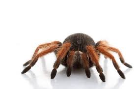 Image result for Emilia brachycephala