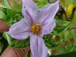 Image result for Solanum macrocarpon