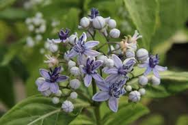 Image result for Hyparrhenia dichroa