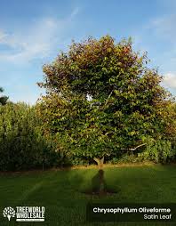 Image result for Chrysophyllum