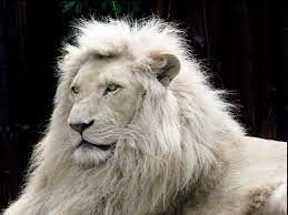 We did not find results for: 75 White Lions Wallpapers On Wallpapersafari