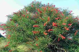 Image result for Erythrina crista-galli