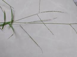 Image result for Acrachne