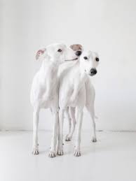 The wand tutorial from rhythm & rhyme is one of my favourites, and the heart wand is so beautiful…finally…i present to you my magic. Magic Wand Four Sons